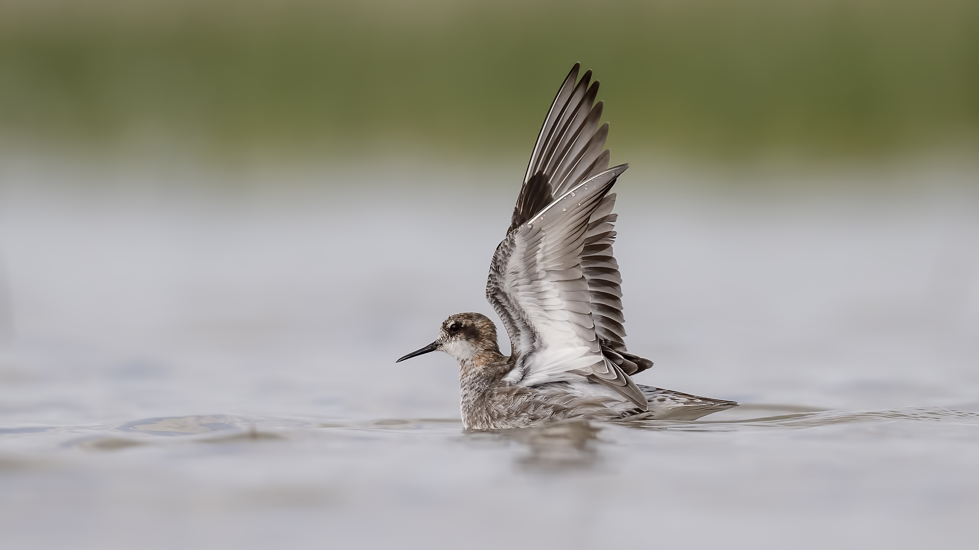 Red-necked Phalarope